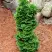 Туя СПИРАЛИС МИНИ западная в Бресте