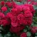Роза РАДОСТЬ САДОВНИКА (ГАРТЕН ФРОЙДЕ) почвопокровная в Бресте