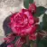 Роза ФАЙЕР ВОРКС миниатюрная в Бресте