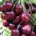 Черешня СИЛЬВИЯ колоновидная в Бресте