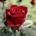 Роза ТАБУ чайно-гибридная в Бресте