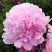 Пион ДИННЕР ПЛЕЙТ травянистый в Бресте