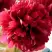 Пион БЕЛГРАВИЯ травянистый в Бресте
