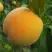Персик ДОНЕЦКИЙ ЖЕЛТЫЙ в Бресте
