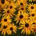 Рудбекия ГОЛДШТУРМ блестящая в Бресте