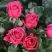 Роза ЛАВ ЛЕТТЕР флорибунда в Бресте