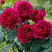 Роза КЕЙТ английская в Бресте