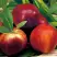 Нектарин СТАРК РЕД ГОЛД в Бресте