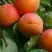 Абрикос ГРАФИНЯ в Бресте