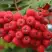 Рябина АЛАЯ КРУПНАЯ сладкоплодная в Бресте