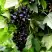 Смородина чёрная БЕЛОРУССКАЯ СЛАДКАЯ в Бресте