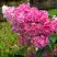 Гортензия МЕГА МИНДИ метельчатая в Бресте
