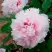 Пион ПЕРСИК ПОД СНЕГОМ древовидный в Бресте