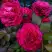 Роза БЕЛЬВЬЮ чайно-гибридная в Бресте