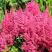 Астильба САННИ ДЕЙ гибридная в Бресте