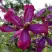 Клематис СВИТ САММЕР ЛАВ в Бресте