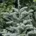 Пихта благородная в Бресте