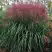 Мискантус МАЛЕПАРТУС китайский  в Бресте