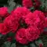 Роза РАДОСТЬ САДОВНИКА (ГАРТЕН ФРОЙДЕ) почвопокровная в Бресте