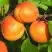 Абрикос СПАДЧЫНА в Бресте