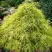 Кипарисовик ФИЛИФЕРА АУРЕА горохоплодный в Бресте