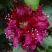 Рододендрон КАЛИ в Бресте