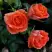 Роза ОРАНЖ ДЖЕВЕЛ миниатюрная в Бресте
