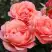 Роза КОРАЛ ЛИОНС РОУЗ флорибунда в Бресте