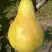 Груша КОНКОРД в Бресте