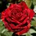 Роза РЕД ИНТУИШН чайно-гибридная в Бресте