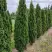 Туя ДЕГРУТ СПАЙР западная в Бресте