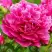 Пион НОЧНЫЕ ГРЕЗЫ древовидный в Бресте