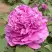 Пион ОРНАМЕНТ древовидный в Бресте