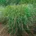 Просо РЕБРАУН прутьевидное в Бресте