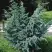 Можжевельник БЛЮ АЛЬПС китайский  в Бресте