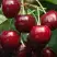 Черешня ГРОНКАВАЯ в Бресте