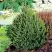 Ель КОМПАКТА обыкновенная в Бресте
