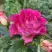 Роза БРЕРА флорибунда в Бресте