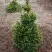 Ель ВИЛС ЦВЕРГ обыкновенная в Бресте