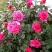 Роза МАЛИНОВЫЙ ЗВОН чайно-гибридная в Бресте