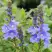 Вероника РОЯЛ БЛЮ большая в Бресте