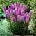 Лиатрис РОЗЕА колосковая в Бресте