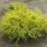 Кипарисовик ГОЛДЕН МОП горохоплодный в Бресте
