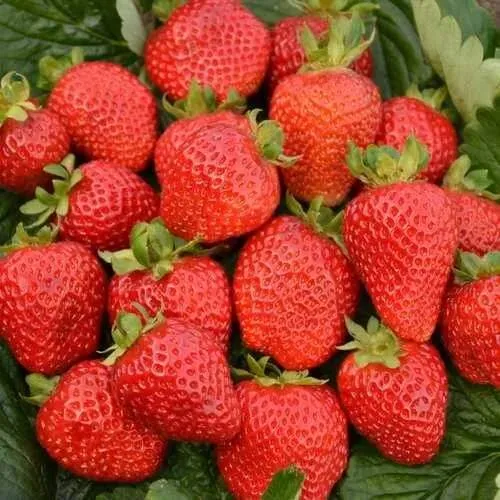 Клубника САН АНДРЕАС ремонтантная  Клубника САН АНДРЕАС ремонтантная в Бресте