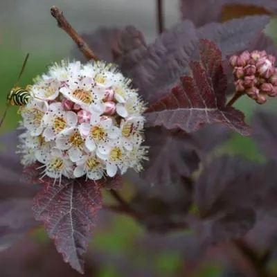Пузыреплодник  Пузыреплодник в Бресте