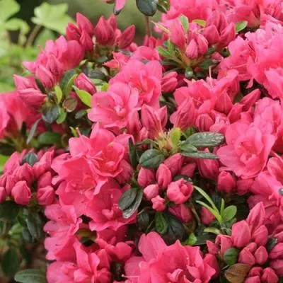 Азалия  Азалия в Бресте