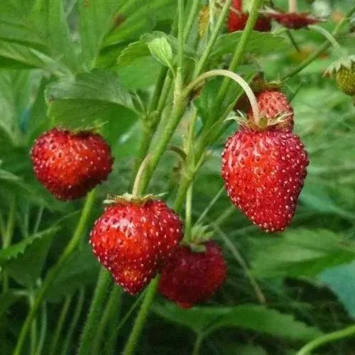 Земляника АЛЬПИЙСКАЯ  Земляника АЛЬПИЙСКАЯ в Бресте