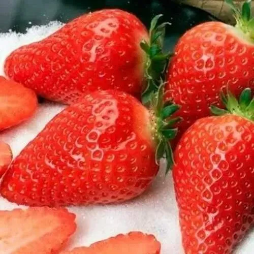 Клубника АЛЬБА  Клубника АЛЬБА в Бресте