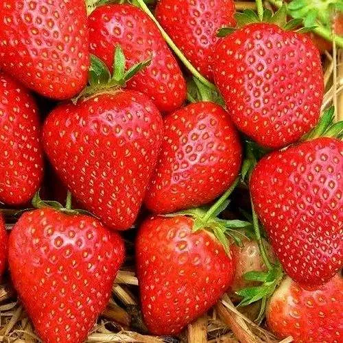 Клубника КВИКИ  Клубника КВИКИ в Бресте