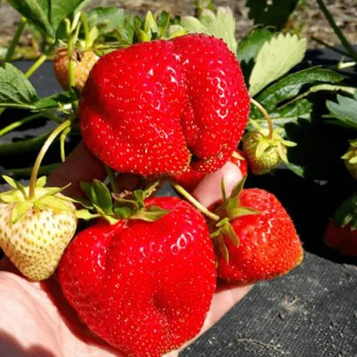 Клубника АПРИКА  Клубника АПРИКА в Бресте